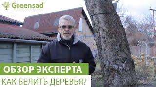 Как белить деревья?