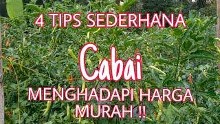 4 TIPS SEDERHANA MENGHADAPI HARGA CABAI TURUN !