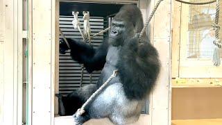 Father gorilla restless, worried about his daughter｜Shabani Group