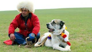 чистокровные собаки Туркмении Туркменский Волкодав Central Asian Shepherd Dog Alabai Turkmen Alabay