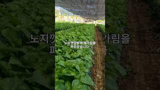 햇살이 정말 뜨거운 날씨입니다.점심을 먹고 부모님의 일터인 노지깻잎밭에 해가림을 펴주었습니다.파종한지 얼마 되지 않았는데, 벌써 수확하고 시장으로 보내고 있습니다.​