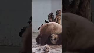 Qi Zai, is this your secret of turning brown? #cute #fyp #funnyvideo #brownpanda #panda #qizai