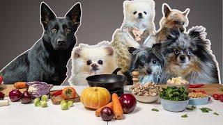 My Pack Of Six Dogs Review Food | Girl With Her Dogs