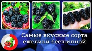 Лучшие сорта ежевики бесшипной. Самая крупная ягода с изысканным вкусом.