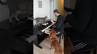 Cat and Dog Play Piano