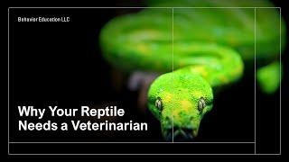 Why You Need an Exotic Veterinarian