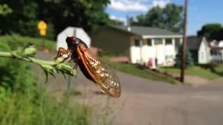 Brood 17 year Magicicada Periodical Cicadas [1080p]