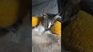 The 25,000 dollar kitten