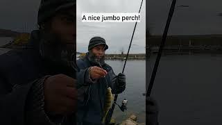 jumbo perch caught live on camera #fishingvideo #perchfishing  #lakesimcoe #shorefishing