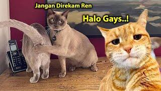 NGAKAK  Video Kucing Lucu Banget Bikin Ngakak Sakit Perut ~ Kucing Lucu Tiktok