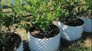 Novi način za uzgoj borovnica - Kako posaditi i uzgajati borovnice?