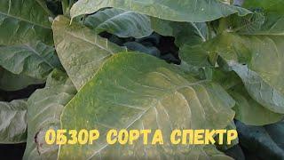 Обзор сорта Спектр