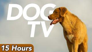 DOG TV - Ultimate Entertainment Video for Dogs - 15 Hours of Petflix!