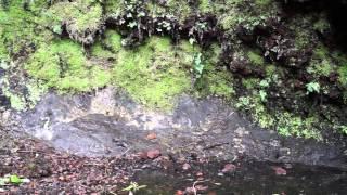 El Hierro: Tour Sabinosa - Dehesa - Tanganasoga - Mencáfete