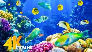 Aquarium 4K VIDEO (ULTRA HD)  Beautiful Coral Reef Fish - Relaxing Sleep Meditation Music