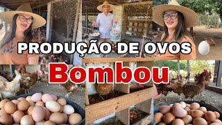 PRODUÇÃO DE OVOS BOMBOU VAMOS FALAR TUDO SOBRE O AUMENTO DA PRODUÇÃO DE OVOS pathy vida na roça