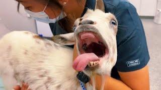 Animal's Dramatic Reaction at the Vet  Funniest Animal Moments 2024