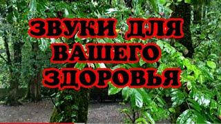 Матрица Гаряева для Сна Шум дождя  грома МУЗЫКА ЗВУКИ ПРИРОДЫ И ВОДЫ пение птиц ДЛЯ СНА И РЕЛАКСАЦИИ