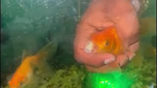 Goldfish surgery | Goldfish swallowed a stone got stuck in the mouth 