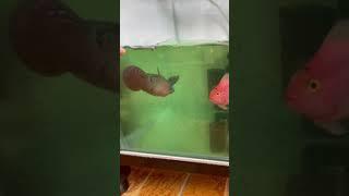 Playing with big head flowerhorn
