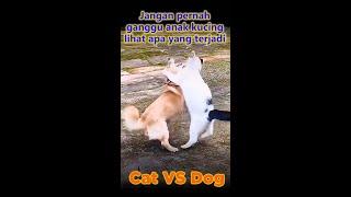 Kucing marah melawan anjing pengganggu anaknya - jangan pernah ganggu anak kucing #shorts