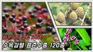 조경기능사 수목감별 표준수종 120종 영상