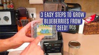 How to get FREE Blueberry plants from Store Bought Blueberries!