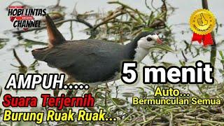 SUARA PIKAT BURUNG RUAK-RUAK ASLI SUARA JERNIH