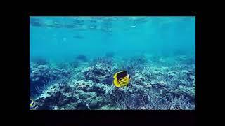 Swim with me in Dahab Bay at low tide. Crystal clear Red Sea waters,  smooth as glass. Fish galore!