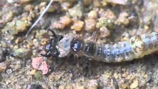 Fishing larvae of tiger beetles