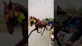 Horse race #shortvideo #horse #apnatangaracer