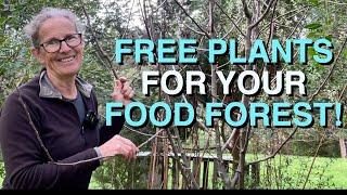 A Food Forest for FREE !!? | How I Obtained Plants for my Permaculture Food Forests