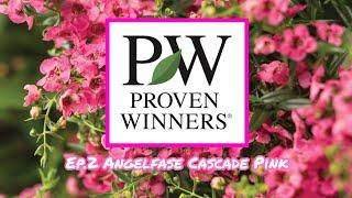 Ep.2- Angelface Cascade Pink!!(Proven Winners Series)//Ultimate Gardening