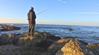 Rock fishing gulps and squids...