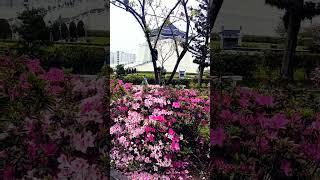 Most beautiful cherry blossoms and flowers in Taiwan! #travel #taiwan #shorts #shortvideo #flowers