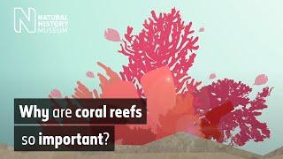 Why are coral reefs so important?