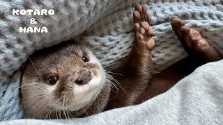 Der Otter protestiert gegen den Abriss des Pools!