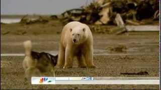 Brave Husky has stand off with Polar Bear.