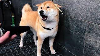 Shiba Doesn't Want to Take A Bath | Shiba Inu Bath Time