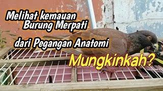 Melihat kemauan burung merpati kolong dari pegangan anatomi