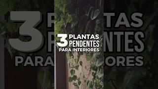 3 ESPÉCIES DE PLANTA PENDENTE PARA INTERIORES! | Decore sua casa com essas plantinhas! 