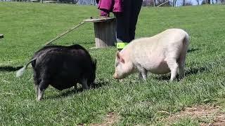 Lancaster Farm Sanctuary Volunteer Day Spring 2023