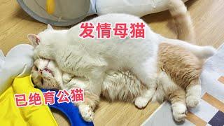 当发情母猫遇到绝育公猫！