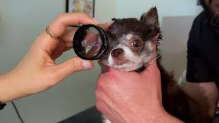 Visit AMC for World-Class Veterinary Eye Care