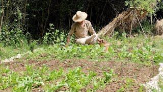 Midsummer on an Anglo-Saxon Farmstead | Medieval Vegetable Garden Update