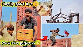 Tower Se Pakda Kabutar  || Naye pigeons kharid liye ️