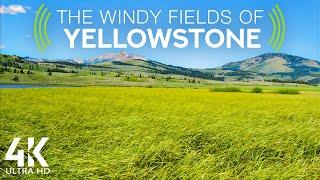 8 HRS Bird Songs, Wind Sounds and Crickets Sounds - 4K Windy Fields of Yellowstone