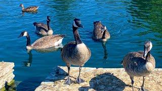 Ecotherapy / Nature Therapy / Feeding Ducks And Geese