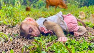 So cute! Monkey Yuyu fell asleep in the field while hiding from Mom to go play!