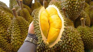 Größter Durian-Schneidemeister - thailändisches Street Food